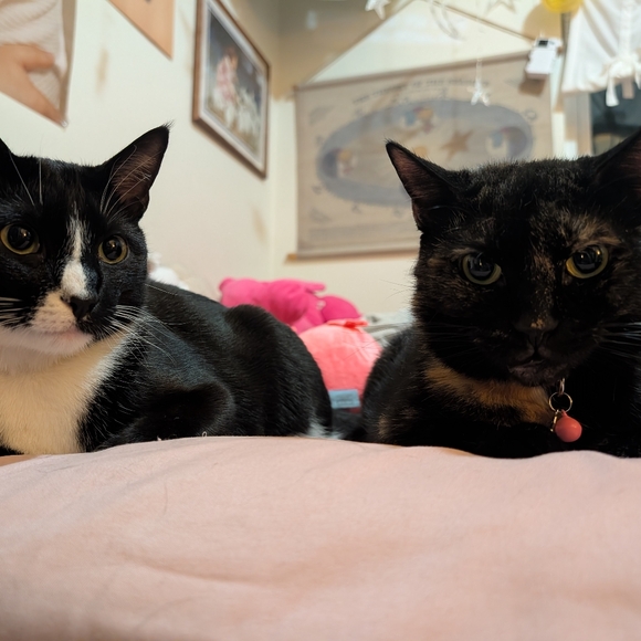 READ Before You Offer Or Buy - Picture 15 of 15